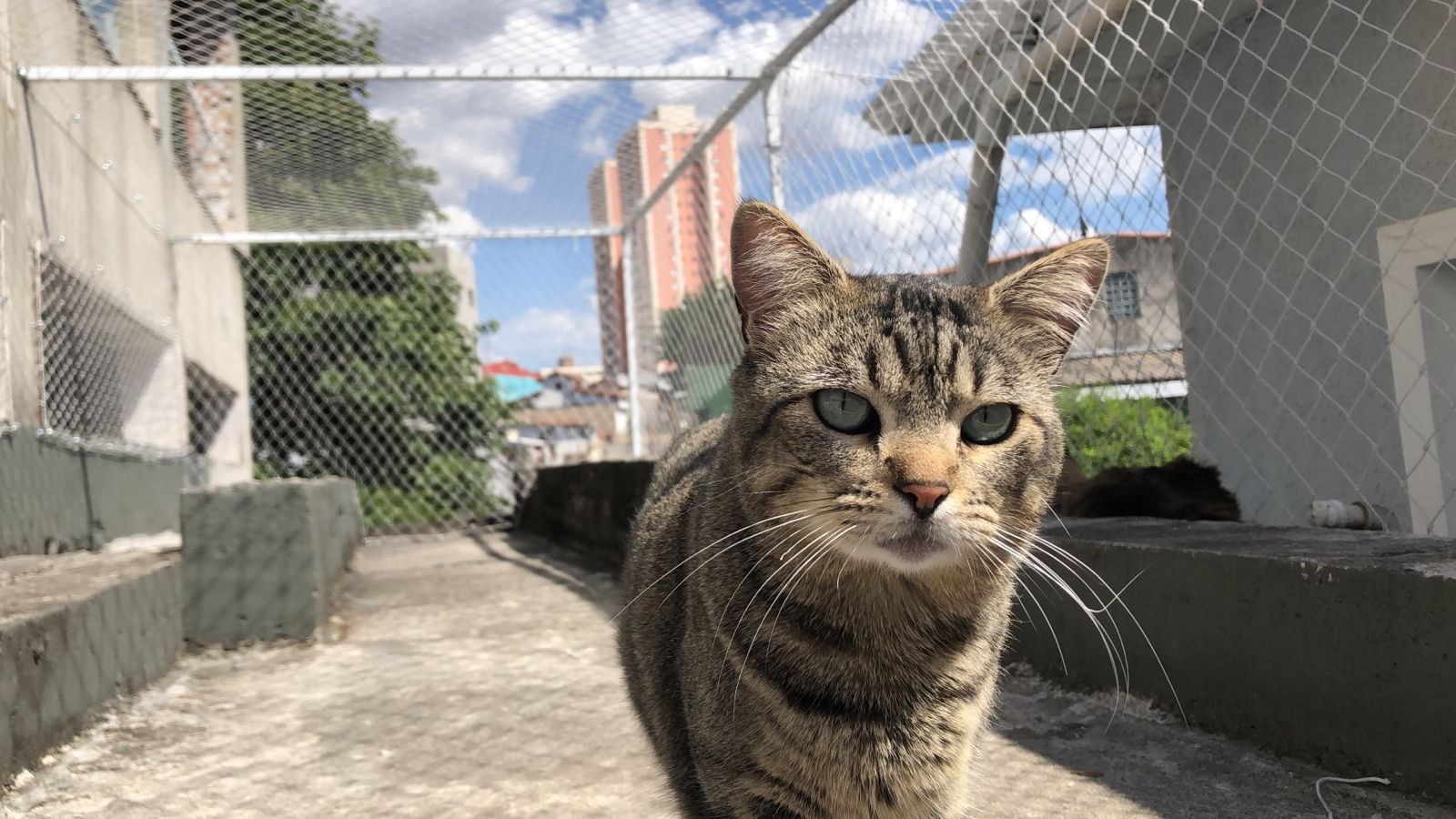 Para Gatos