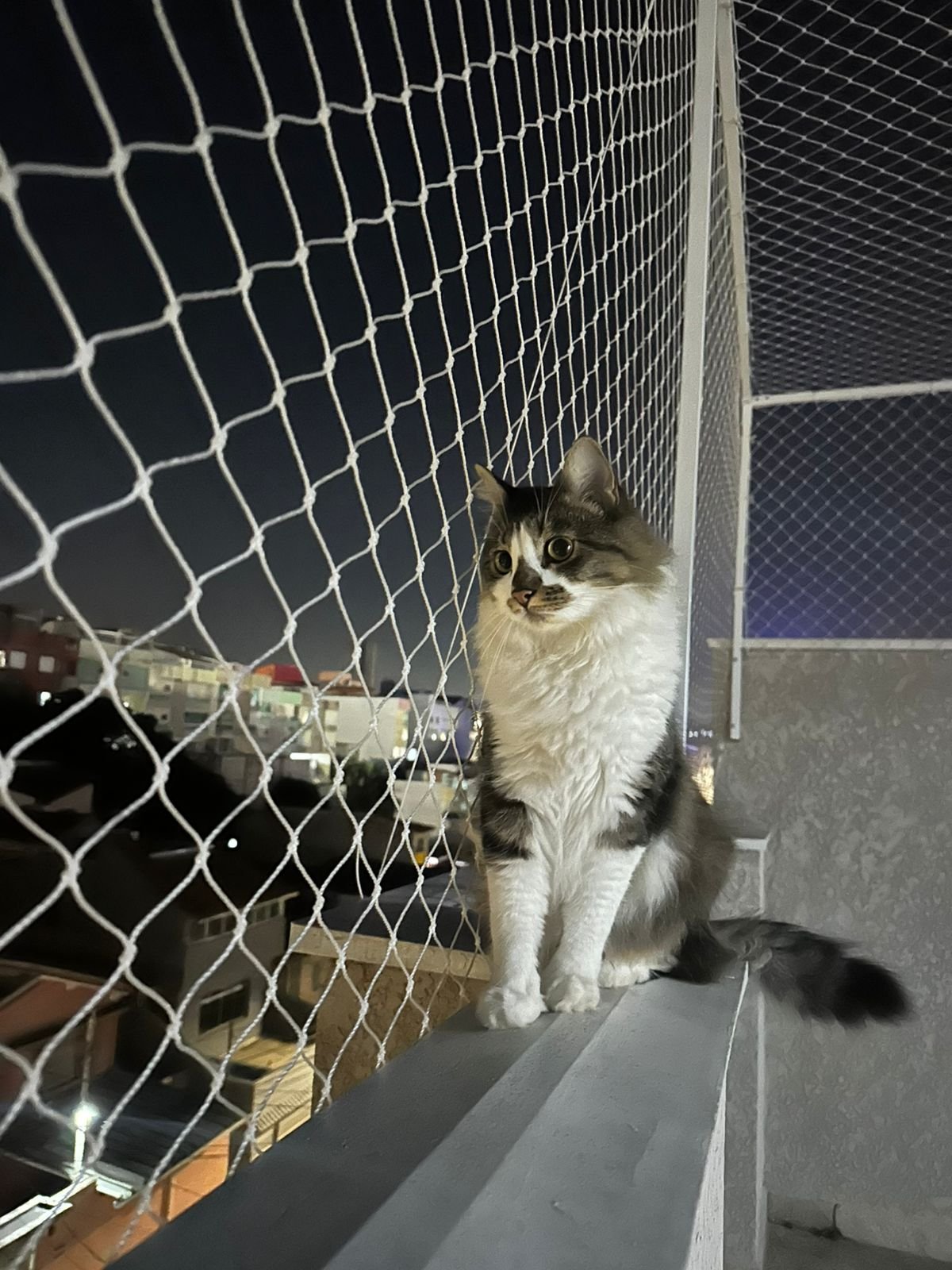 Pet protegido por rede de proteção