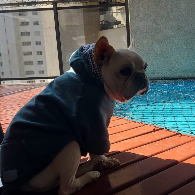 Commercial cachorro rede protecao piscina