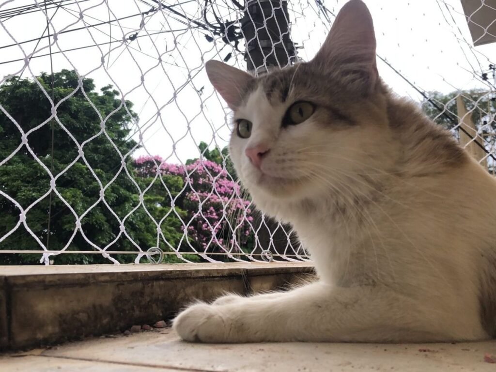 Commercial gato protegido rede protecao quintal