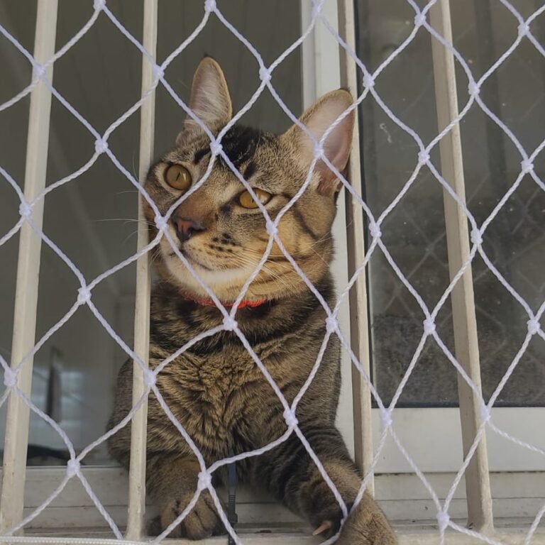 Commercial gato rede protecao janela apartamento