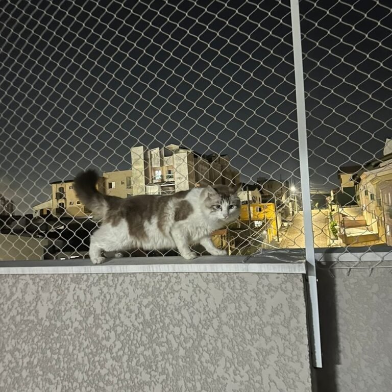 Commercial gato rede protecao sacada noite 1