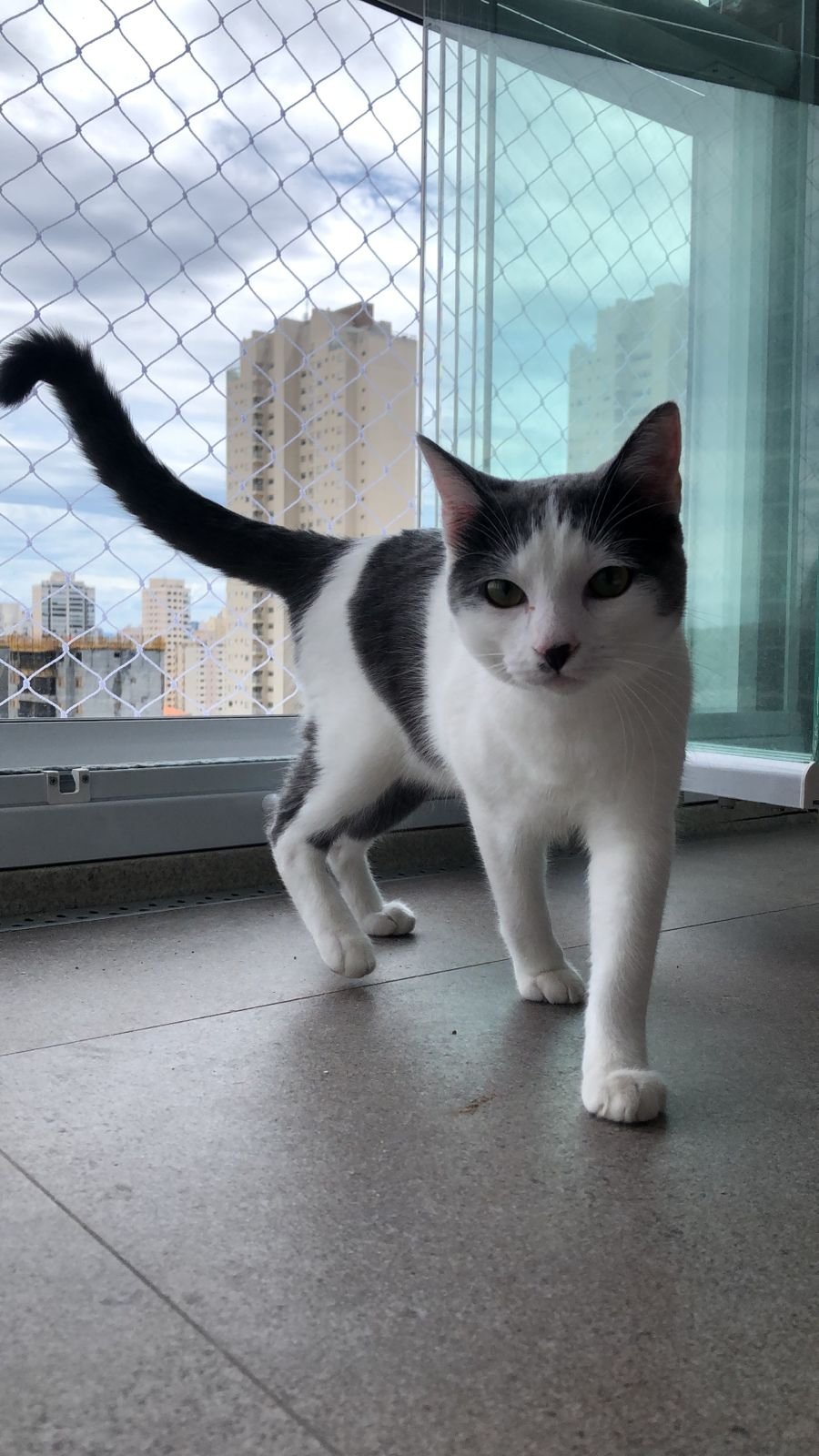 Teto Para Gatos