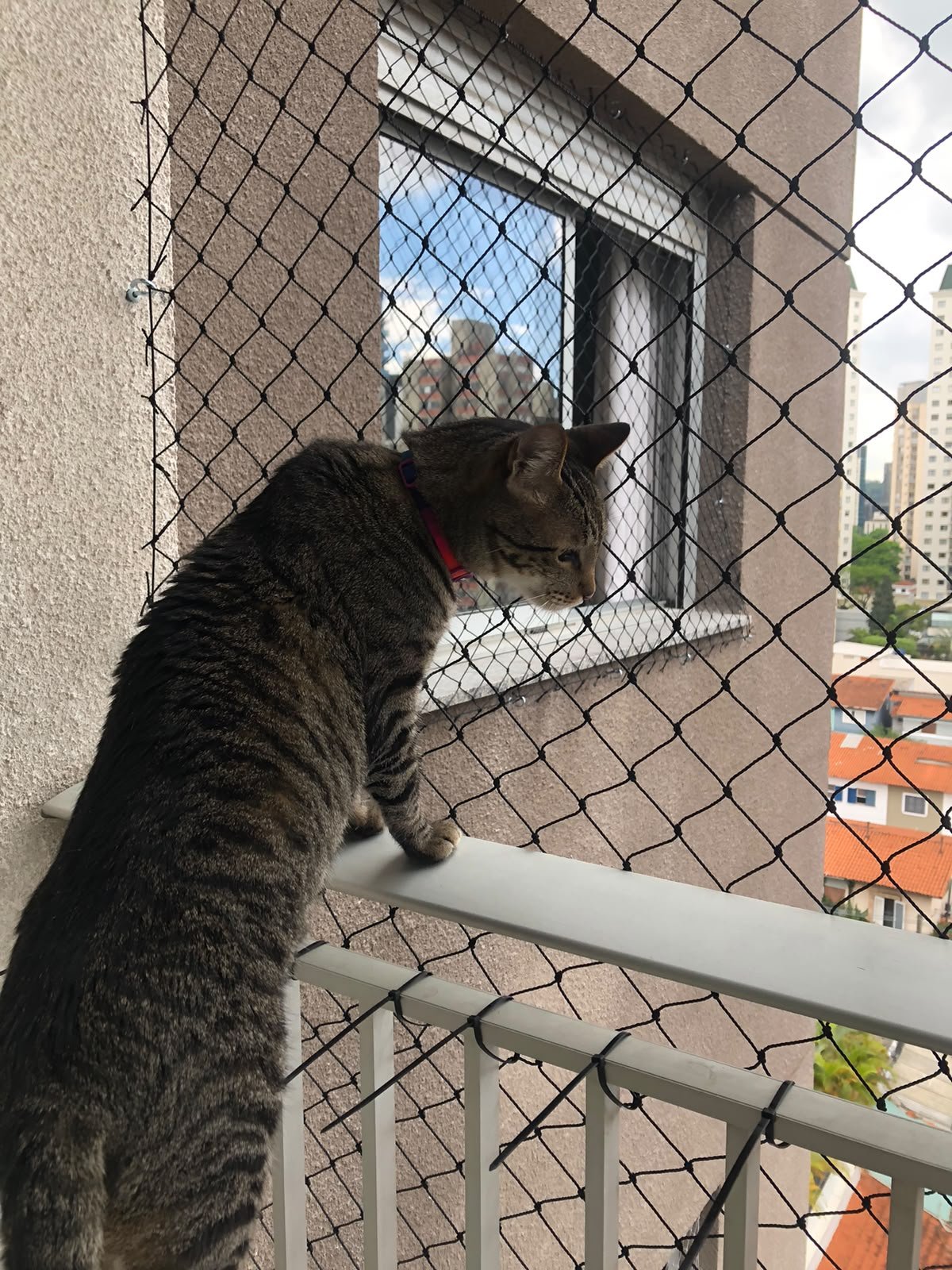 Gato protegido com rede de proteção em sacada de alto padrão